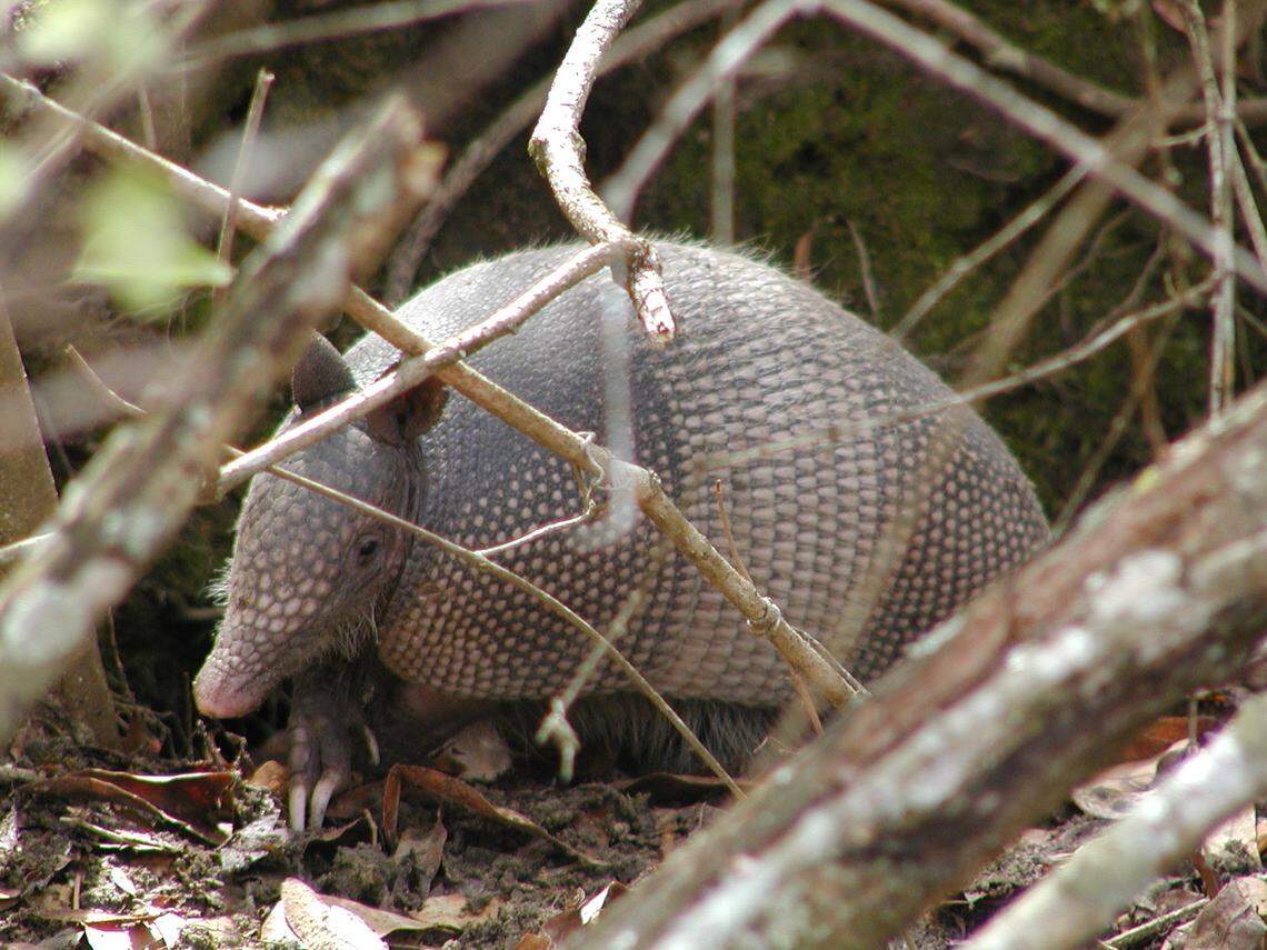 GA armadillos can carry leprosy. Here’s how to protect your home and yard